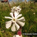 white campion (Silene alba) Kenneth Noble
